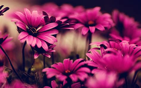 wallpaper flower background